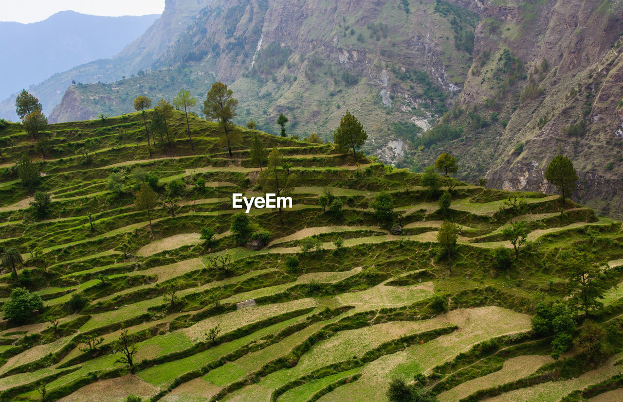 SCENIC VIEW OF AGRICULTURAL FIELD