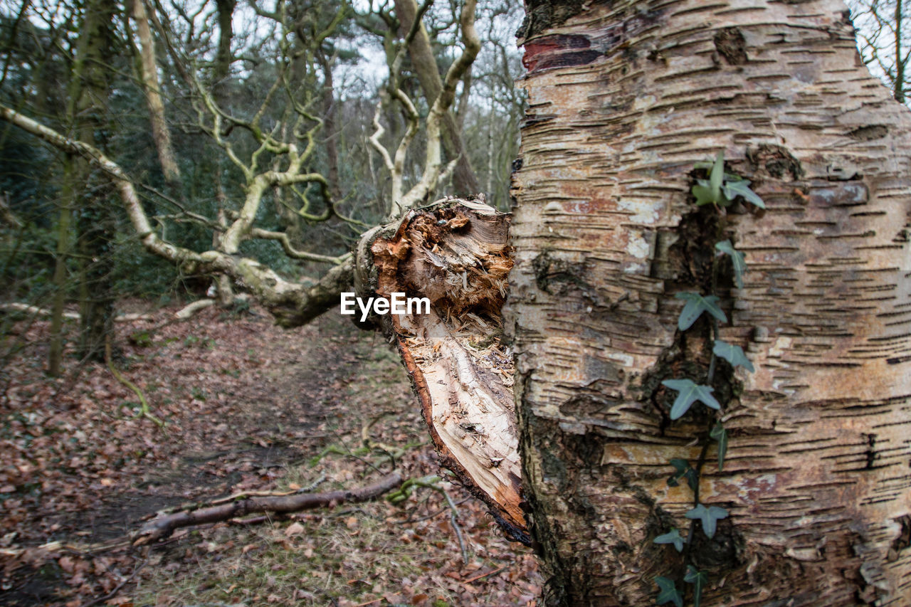 CLOSE-UP OF LIZARD ON TREE TRUNK