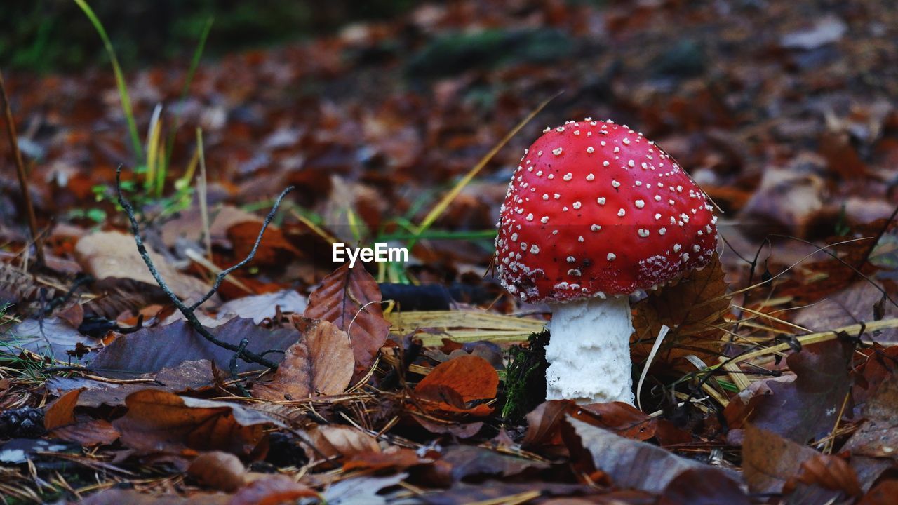 CLOSE-UP OF MUSHROOM ON DRY LEAVES