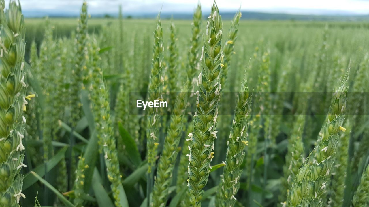 CLOSE-UP OF CROPS IN FIELD