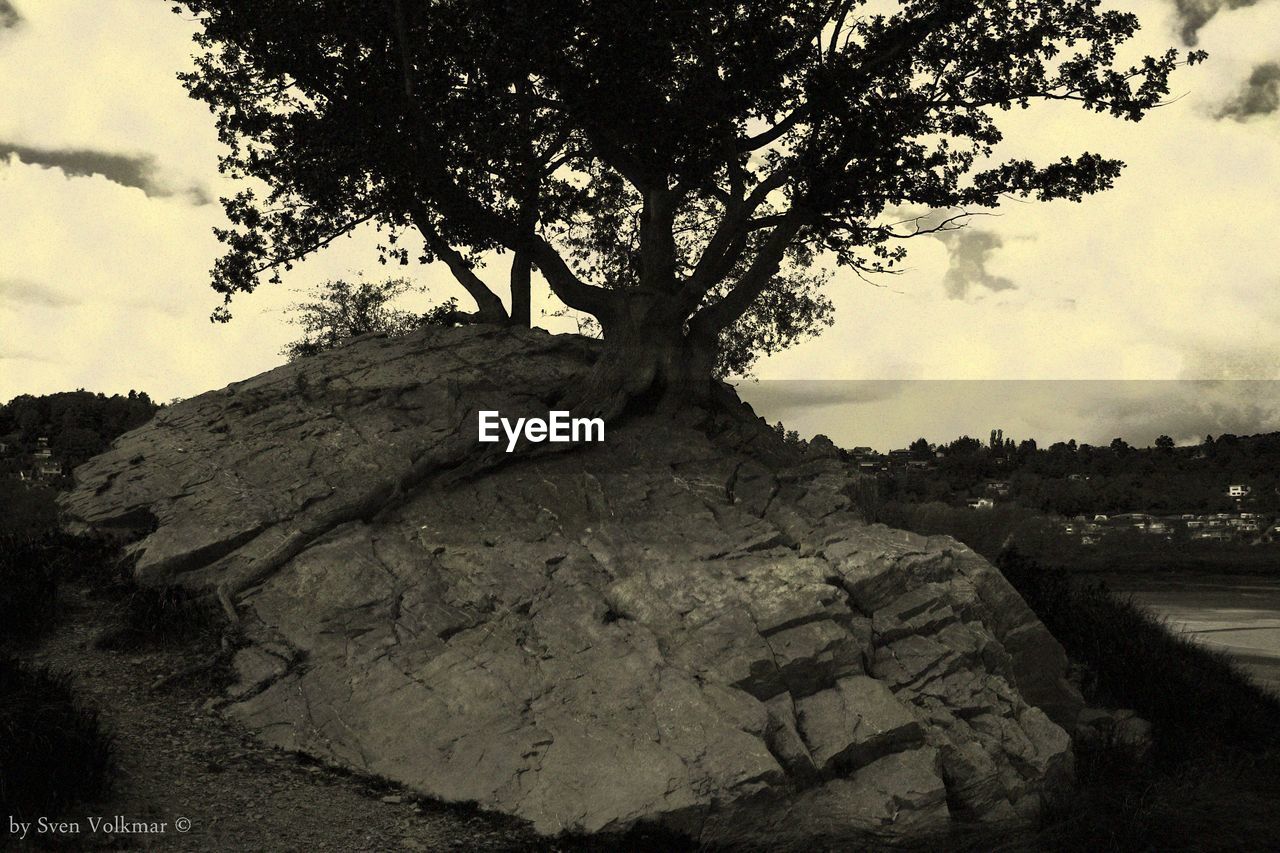 SCENIC VIEW OF TREE ON FIELD AGAINST SKY