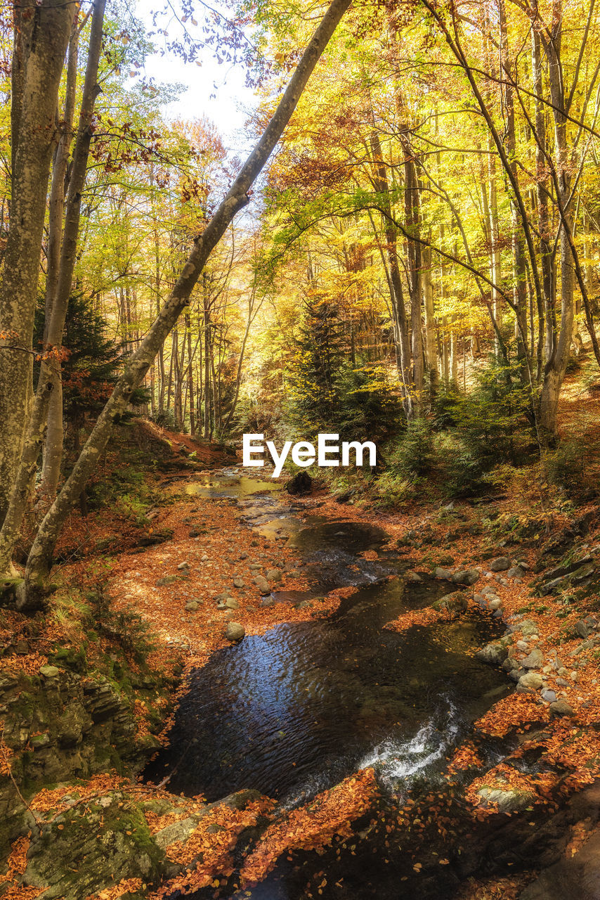 Stream flowing amidst trees in forest during autumn