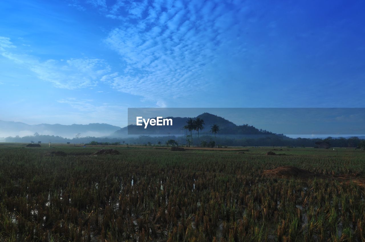 Scenic view of field against blue sky