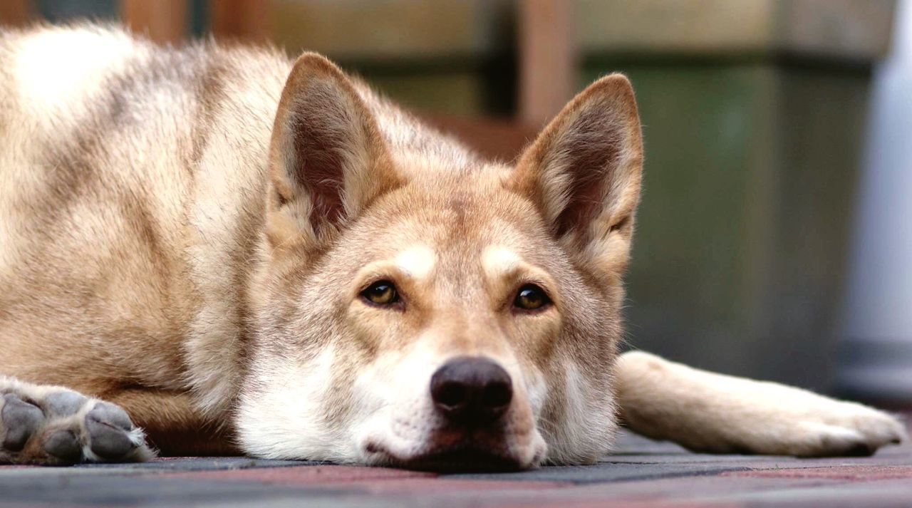 CLOSE-UP PORTRAIT OF DOG RELAXING ON FLOOR