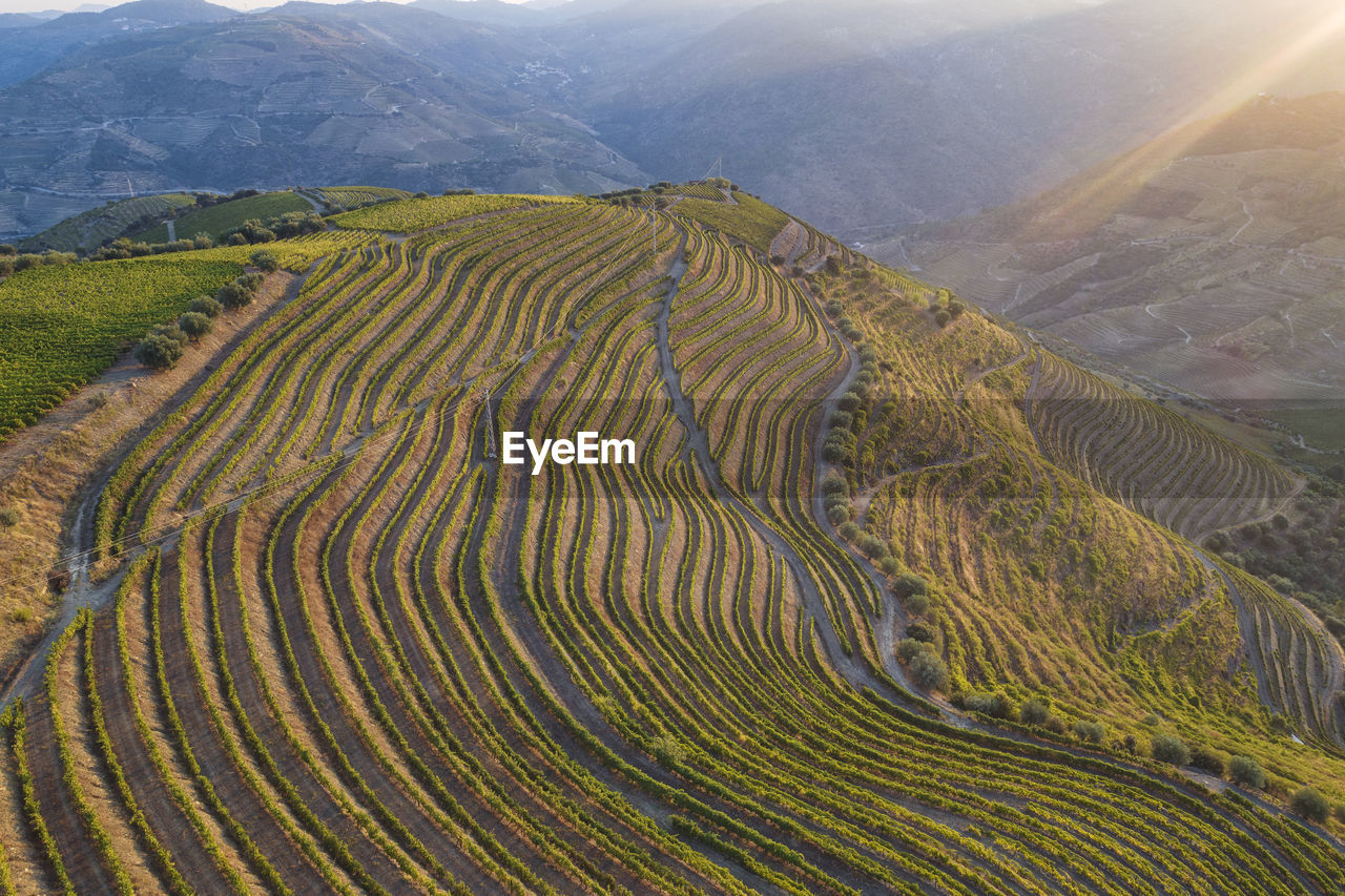 Douro vineyards from aerial view