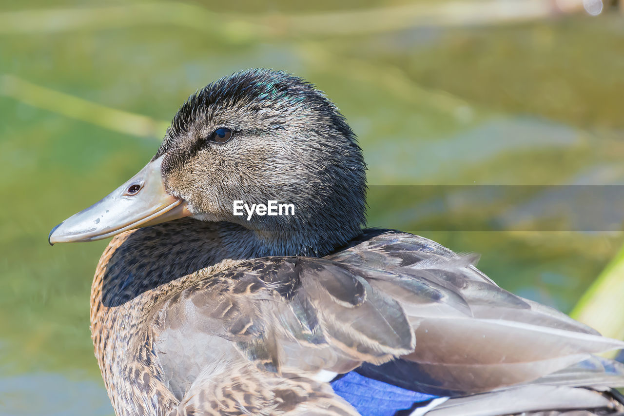 CLOSE-UP OF BIRD