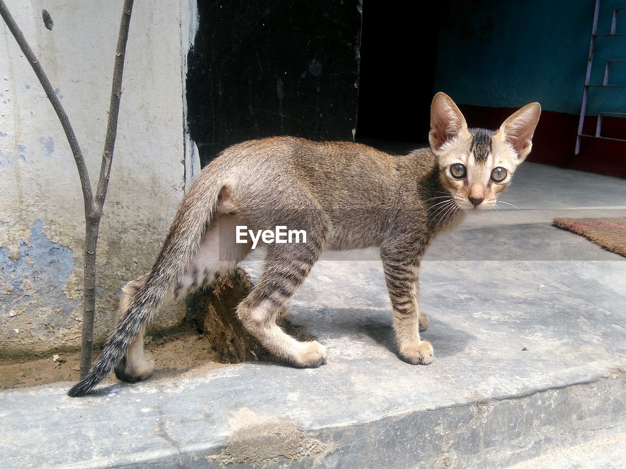 Portrait of cat on sidewalk