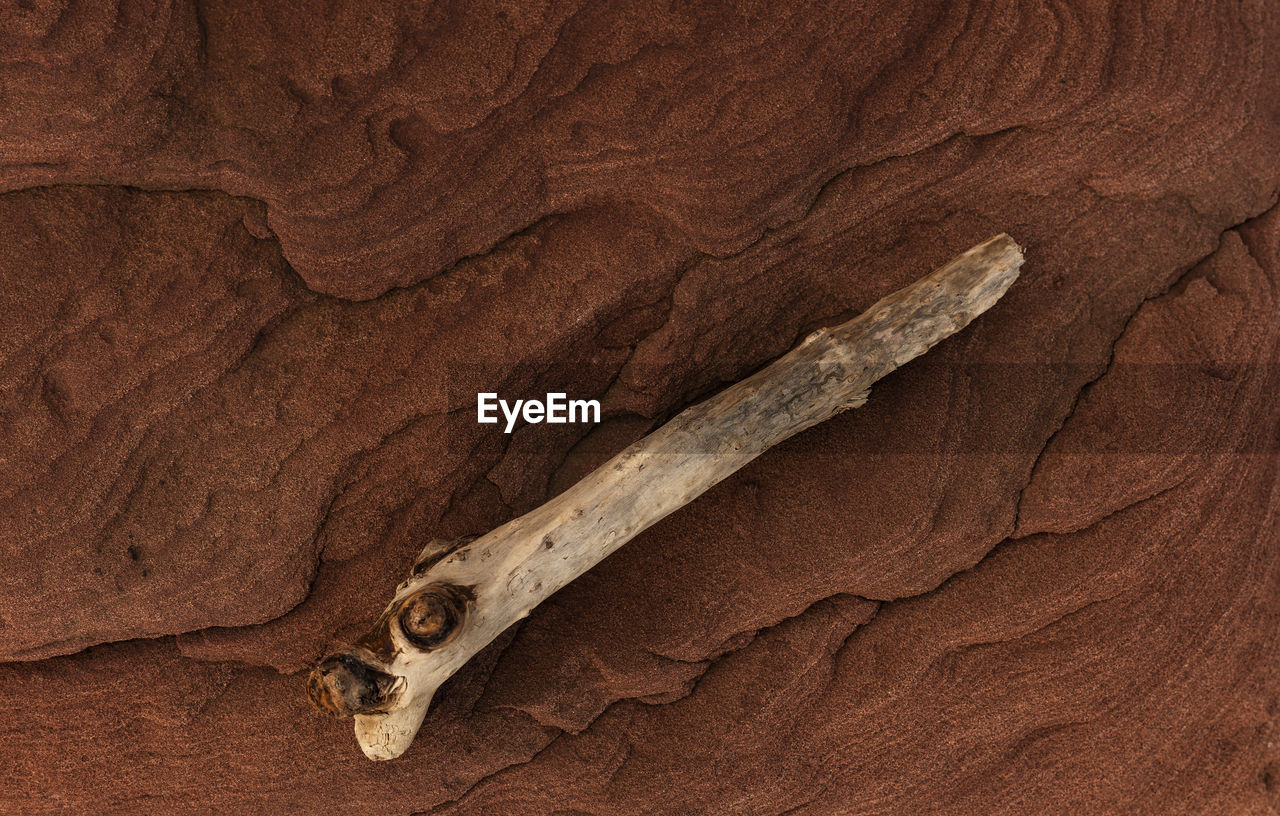 CLOSE-UP OF AN ANIMAL SKULL