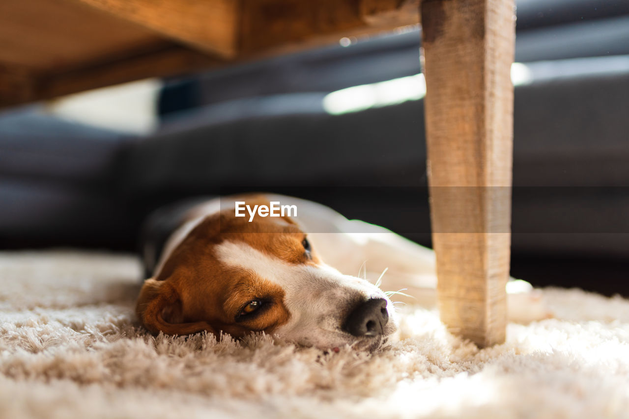 Dog resting on carpet at home