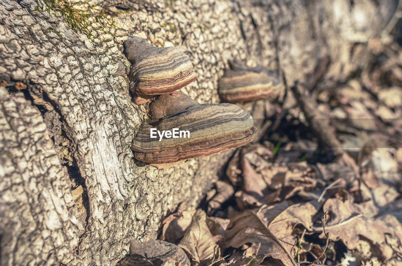 nature, wildlife, day, no people, animal wildlife, tree, land, animal, animal themes, close-up, wood, plant, reptile, outdoors, high angle view, sunlight, textured, plant part, leaf, dry, field, one animal, forest