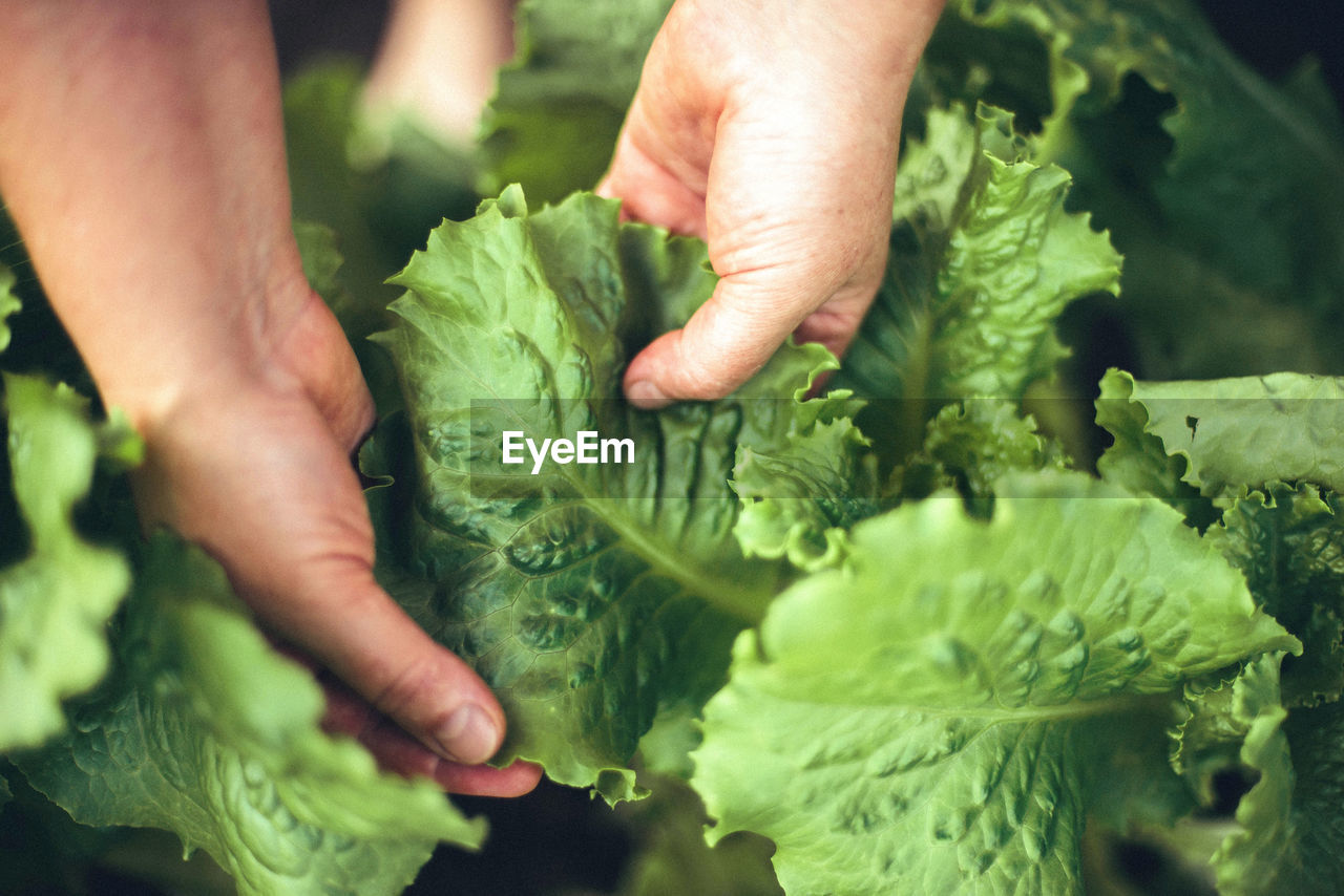 Farmer picking fresh organic salad form garden.