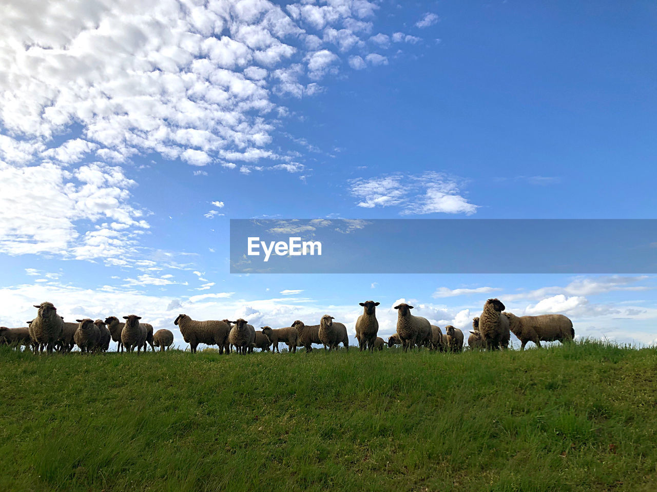 FLOCK OF SHEEP ON FIELD