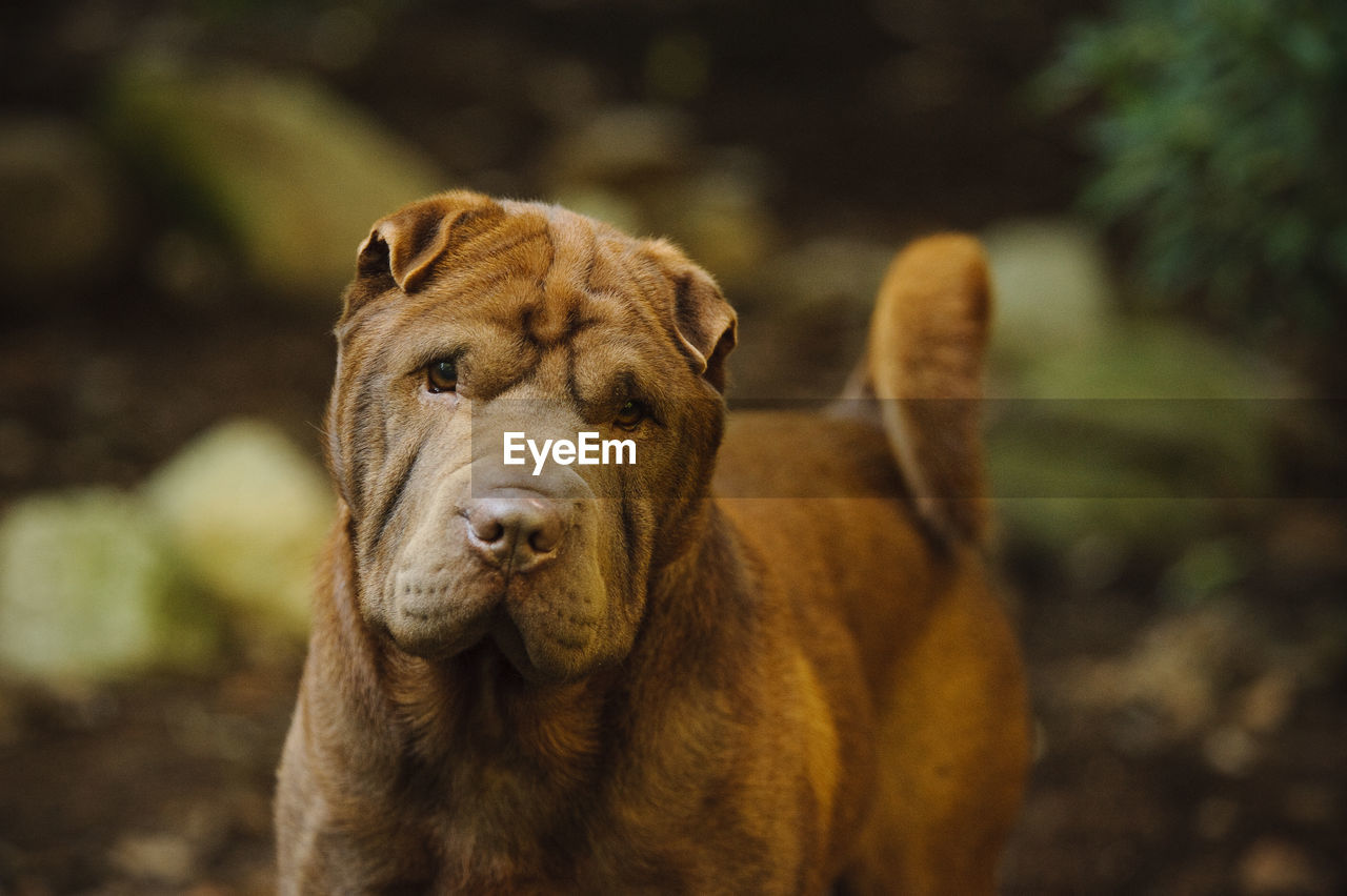 Portrait of dog on land