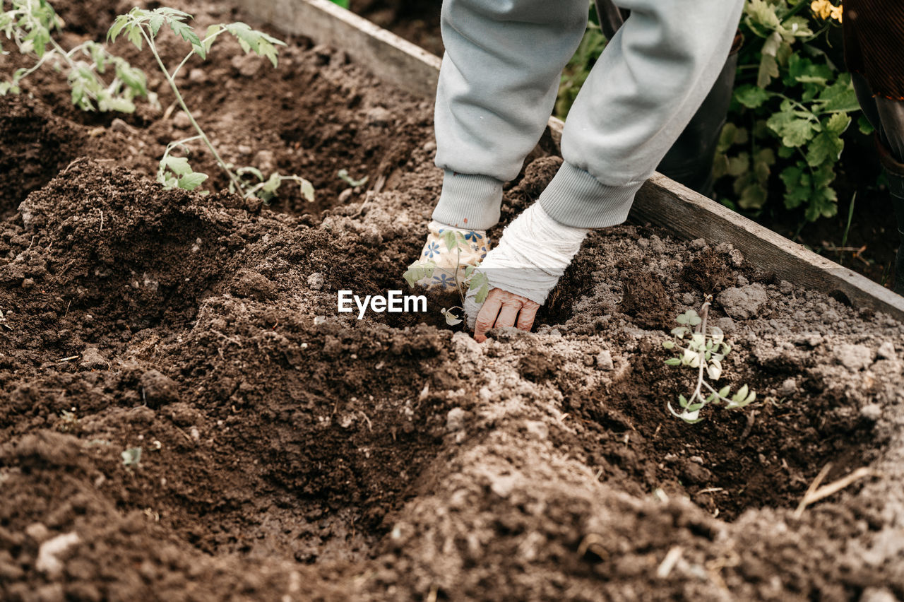 Female hands senior woman planting seedlings sprouts vegetable plant tomatoes in soil in a garden