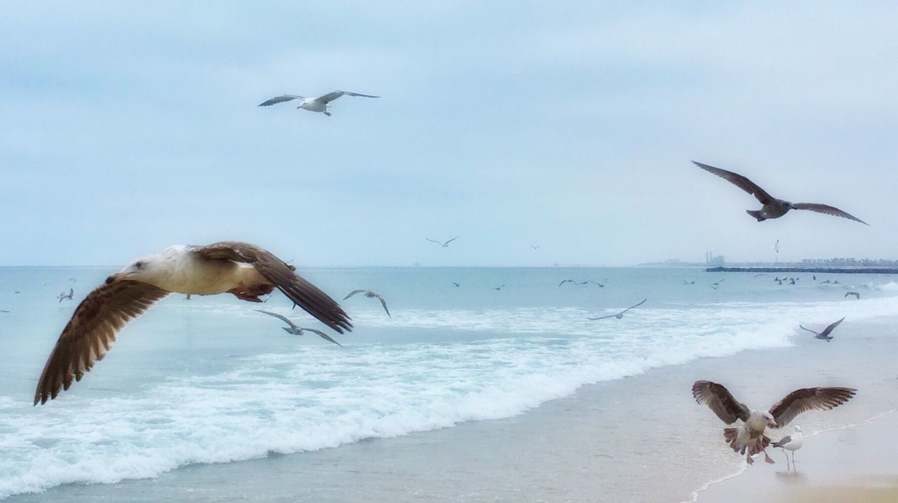 SEAGULLS FLYING OVER SEA