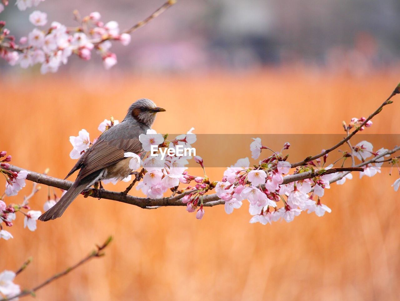 Close-up of bird perching on branch
