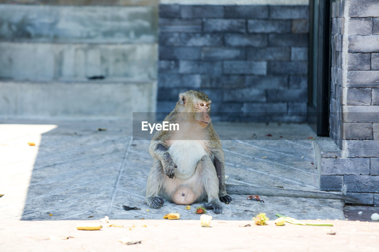 MONKEY SITTING ON WALL OF A TEMPLE