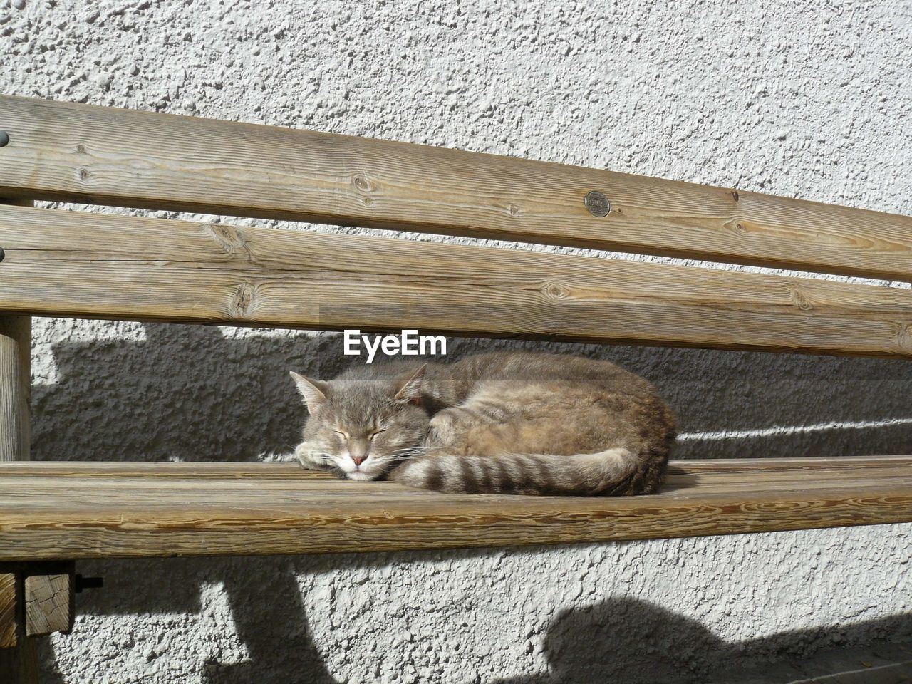 PORTRAIT OF CAT RELAXING ON WALL