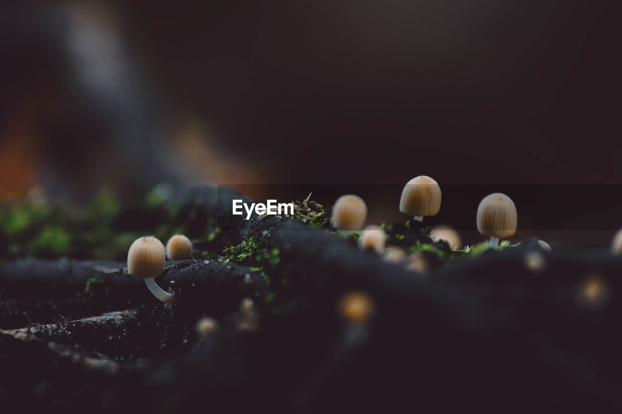 Close-up of mushrooms growing on field