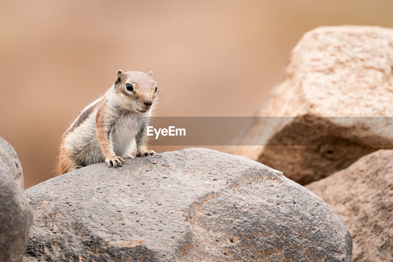 Ground squirrel standing on a rock