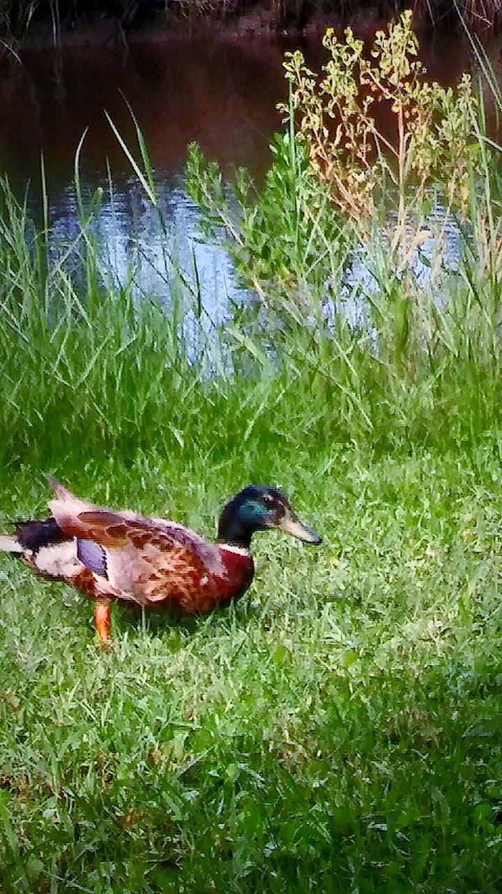 BIRD PERCHING ON GRASS IN PARK