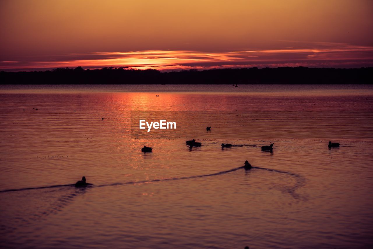 SILHOUETTE BIRDS IN SEA AGAINST SKY DURING SUNSET