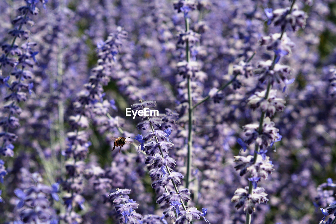 Close-up of bee hovering by fresh purple flowers in garden