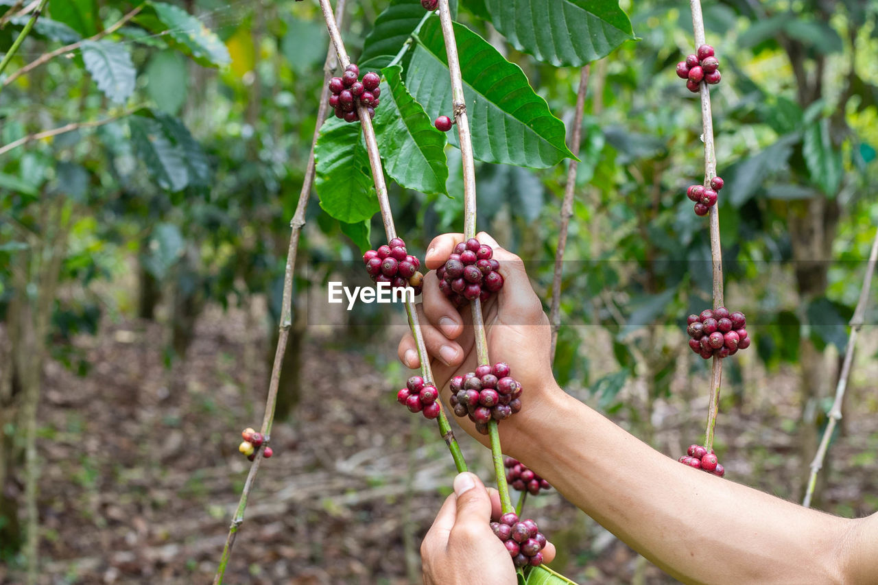 CLOSE-UP OF HAND HOLDING FRUITS