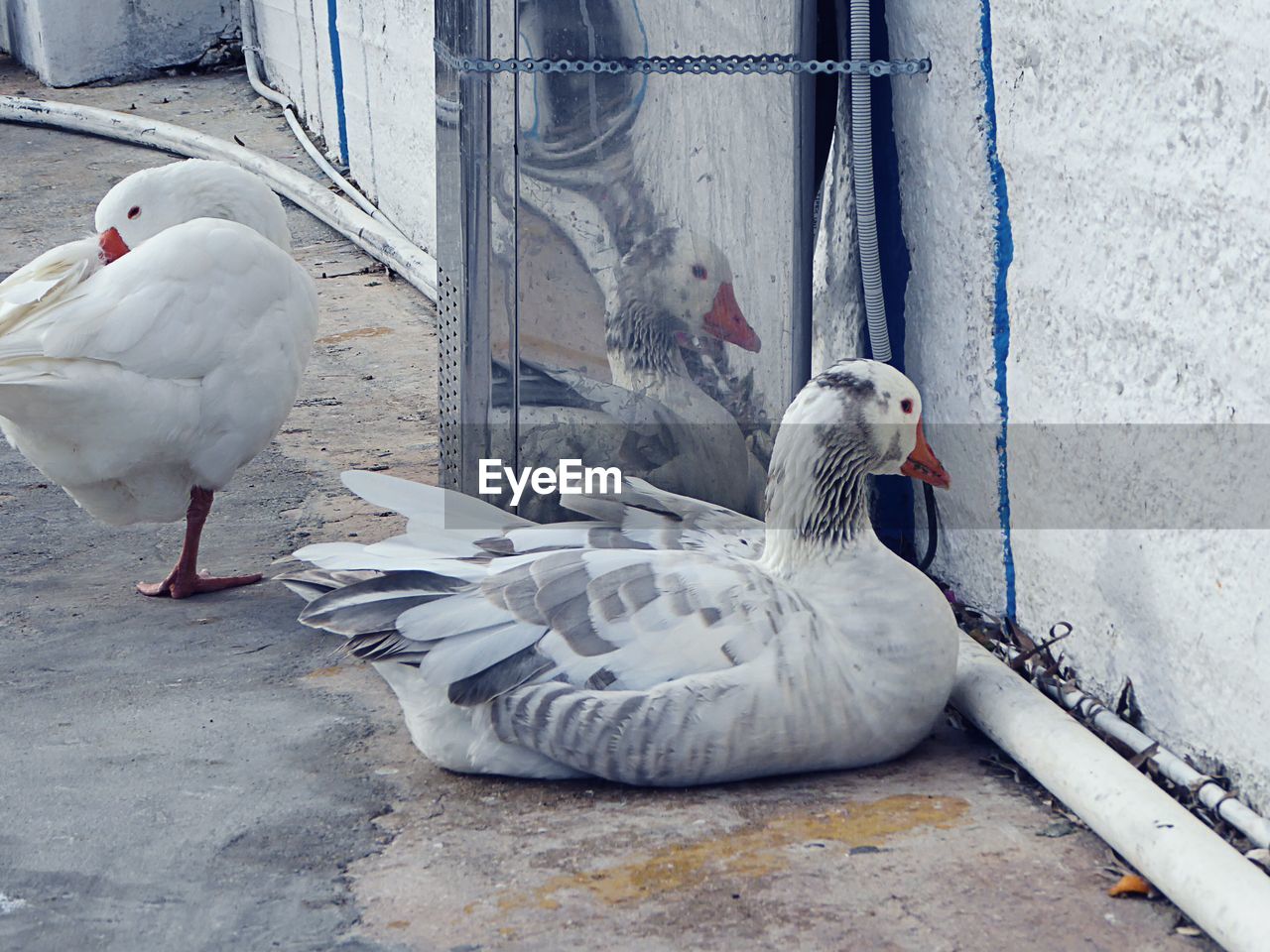 Ducks against wall