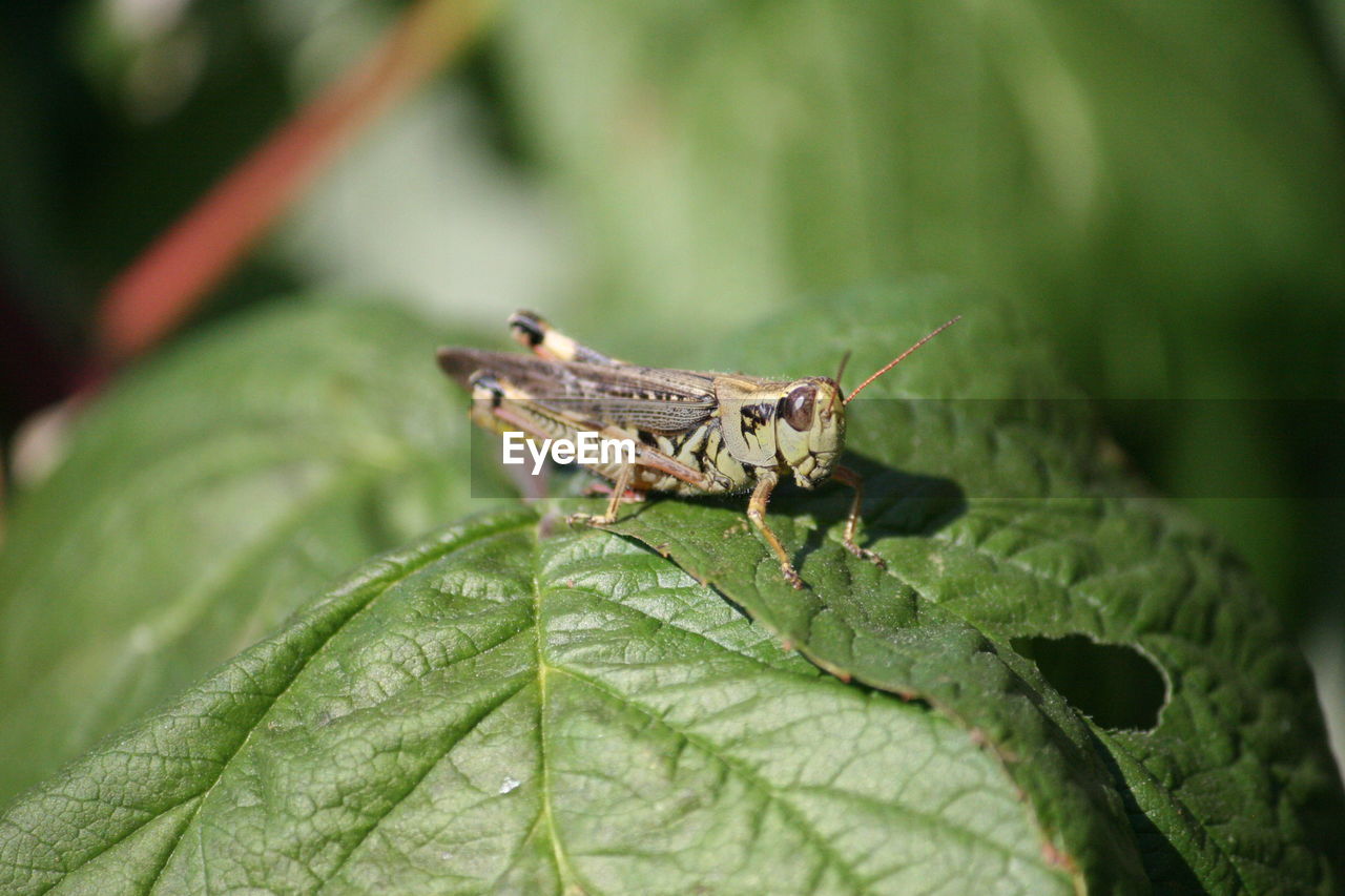 CLOSE-UP OF GRASSHOPPER ON PLANT