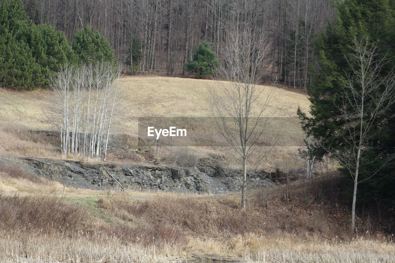 VIEW OF TREES IN FOREST