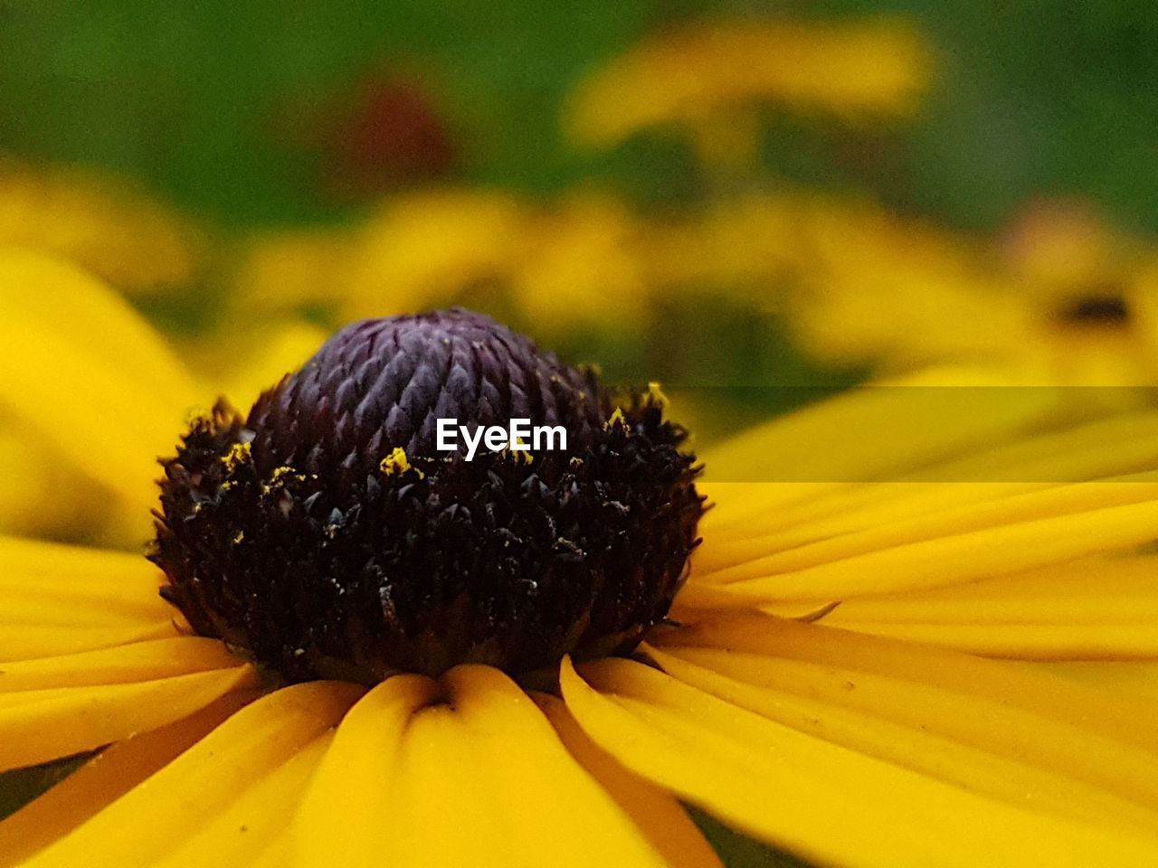 CLOSE-UP OF FRESH SUNFLOWER BLOOMING IN FIELD