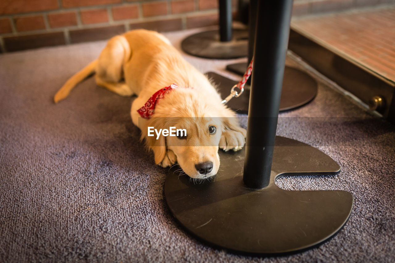 High angle view of golden retriever relaxing on floor