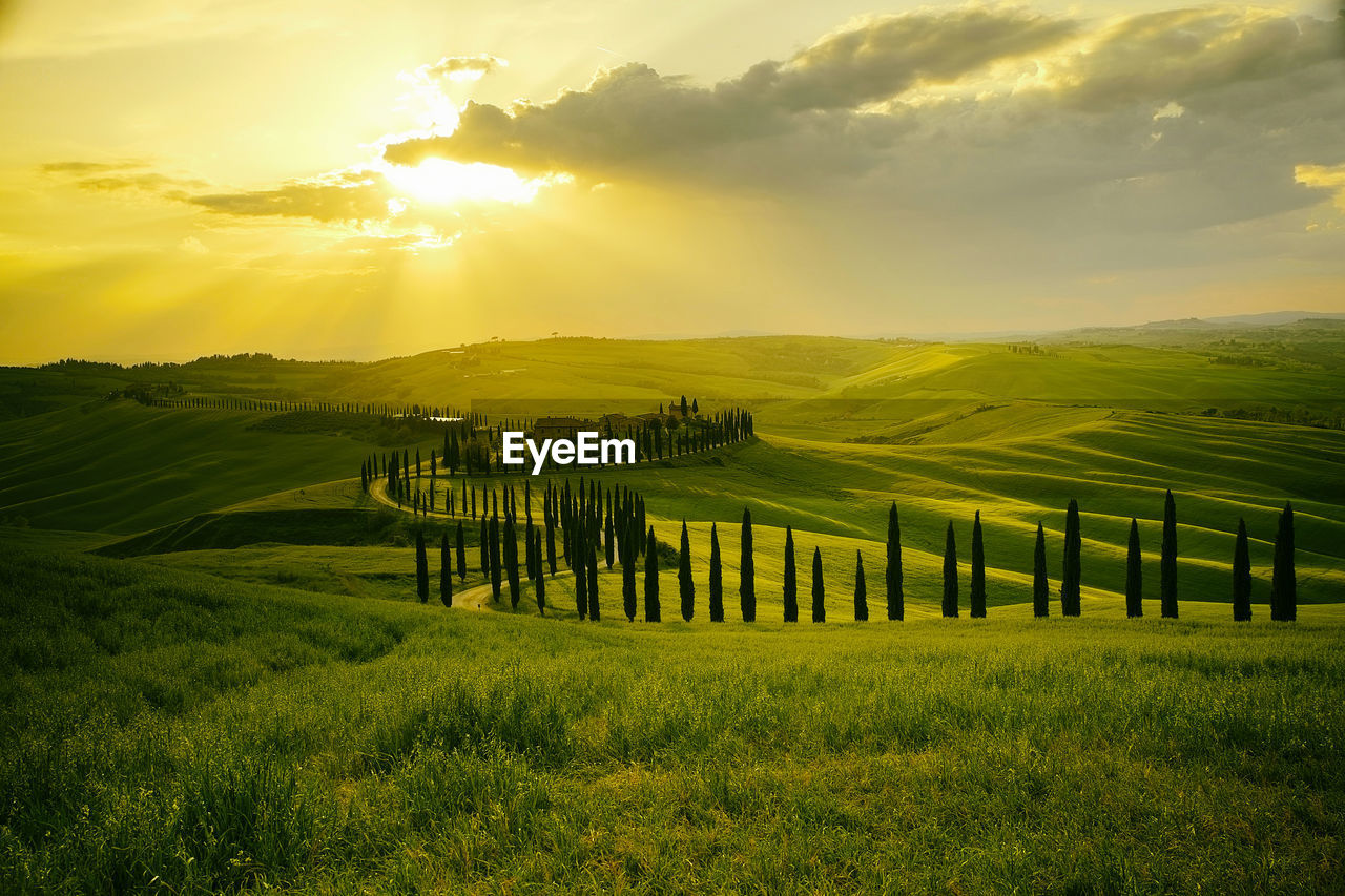 Landscape with cypresses in tuscany - italy v