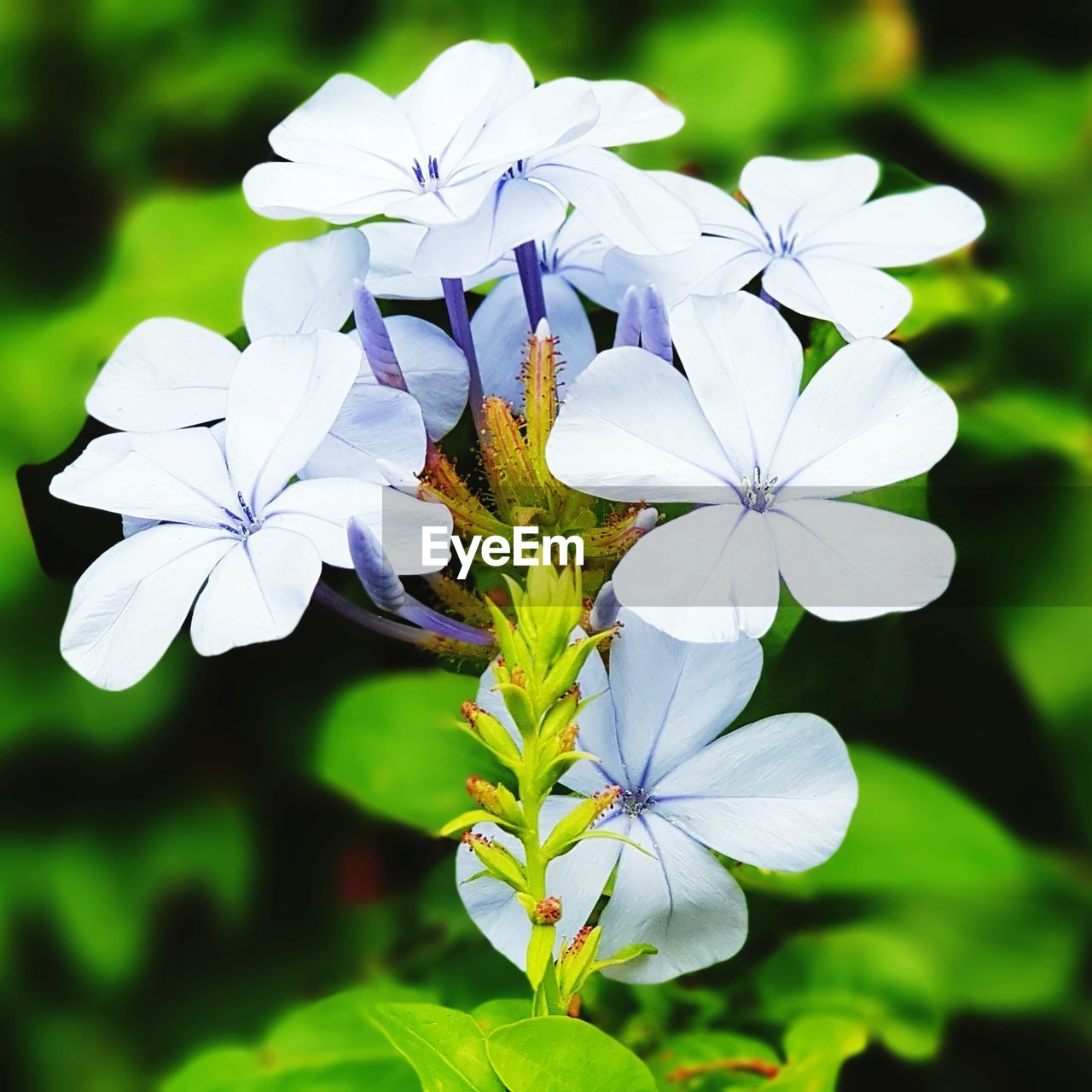 CLOSE-UP OF INSECT ON WHITE FLOWER