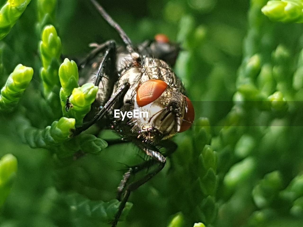 CLOSE-UP OF BUTTERFLY ON PLANT