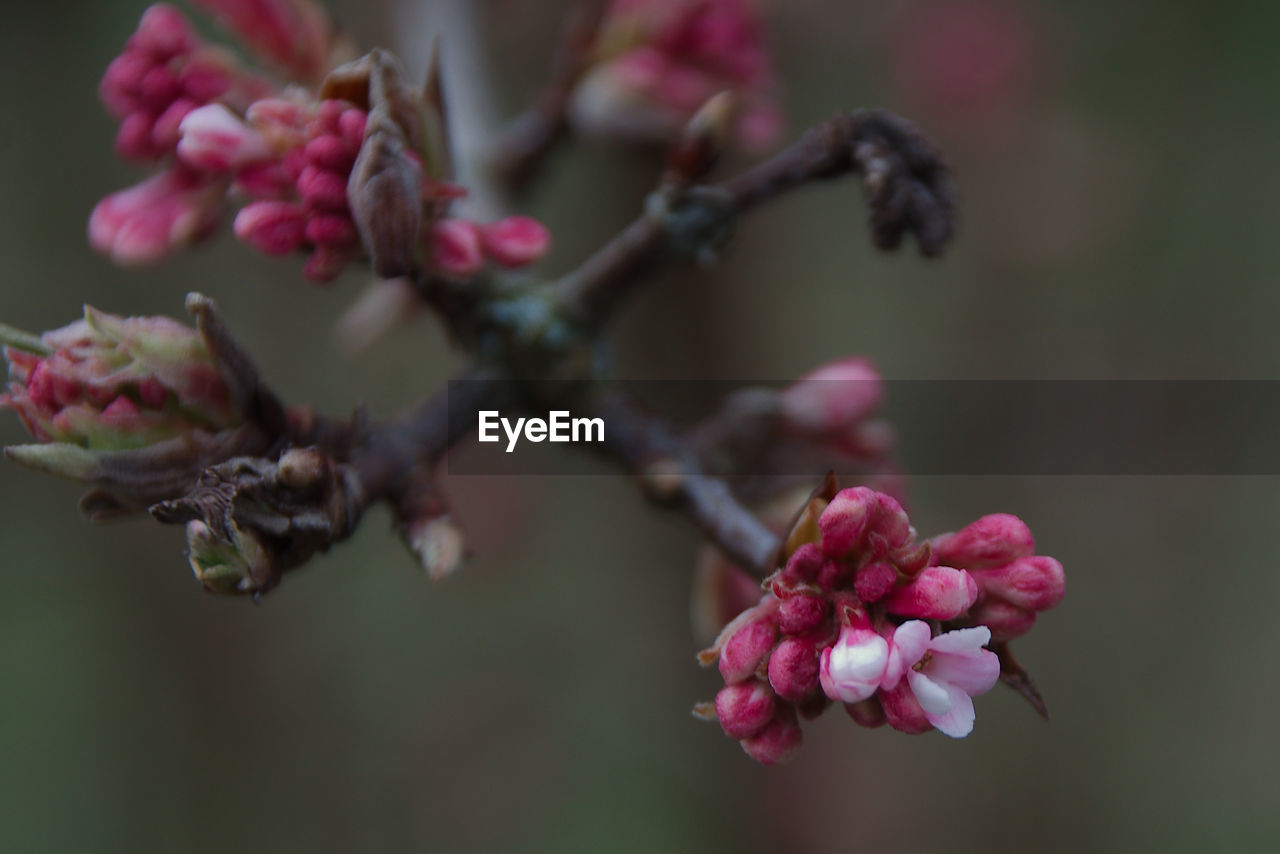 plant, flower, flowering plant, blossom, freshness, beauty in nature, macro photography, pink, close-up, nature, growth, fragility, tree, branch, focus on foreground, produce, no people, leaf, springtime, spring, petal, fruit, inflorescence, flower head, food and drink, food, outdoors, day, bud, twig, selective focus, healthy eating, plant stem, botany