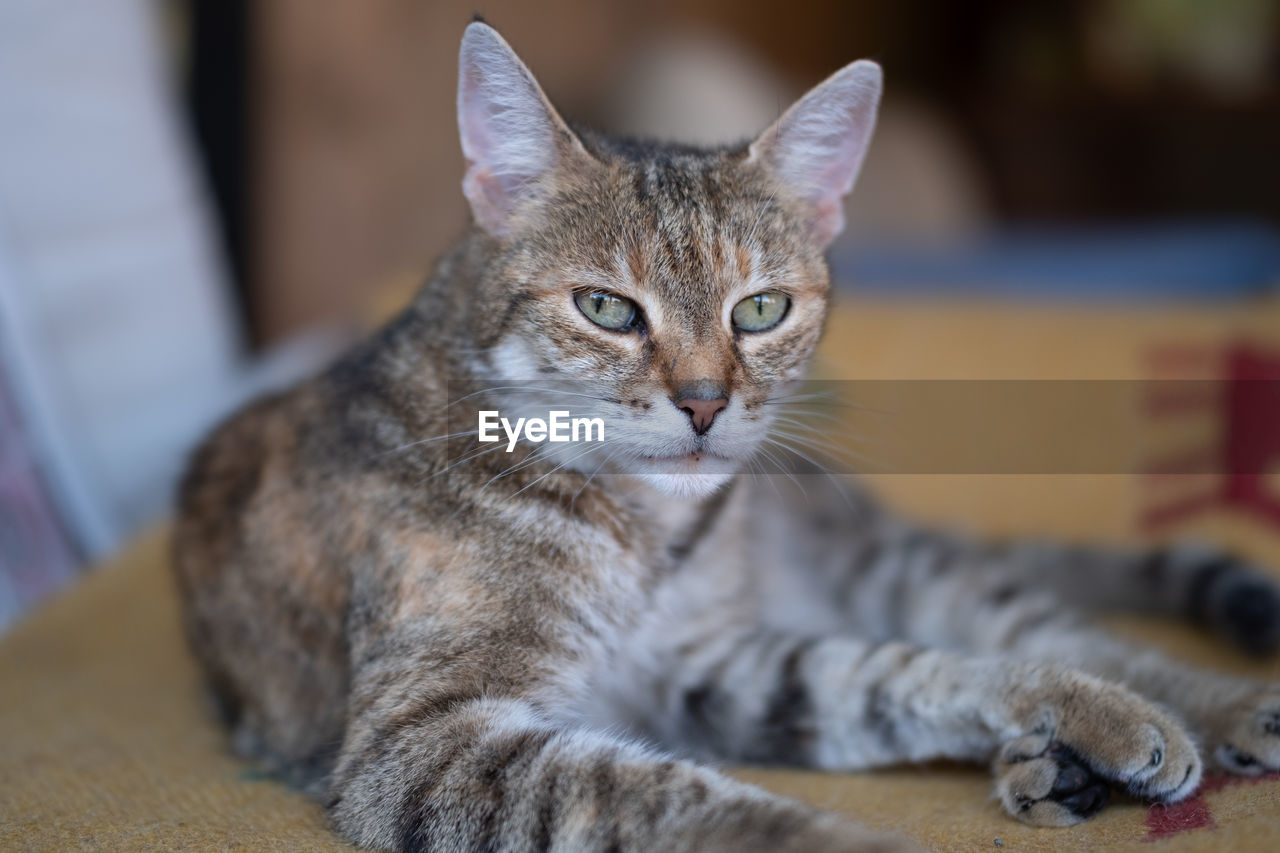 CLOSE-UP PORTRAIT OF CAT