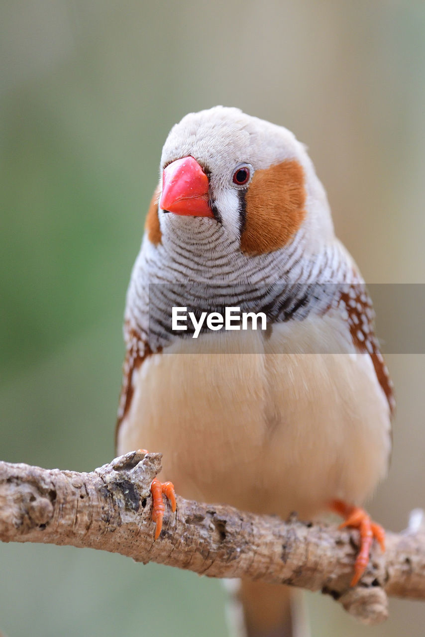 CLOSE-UP OF PARROT PERCHING ON TREE