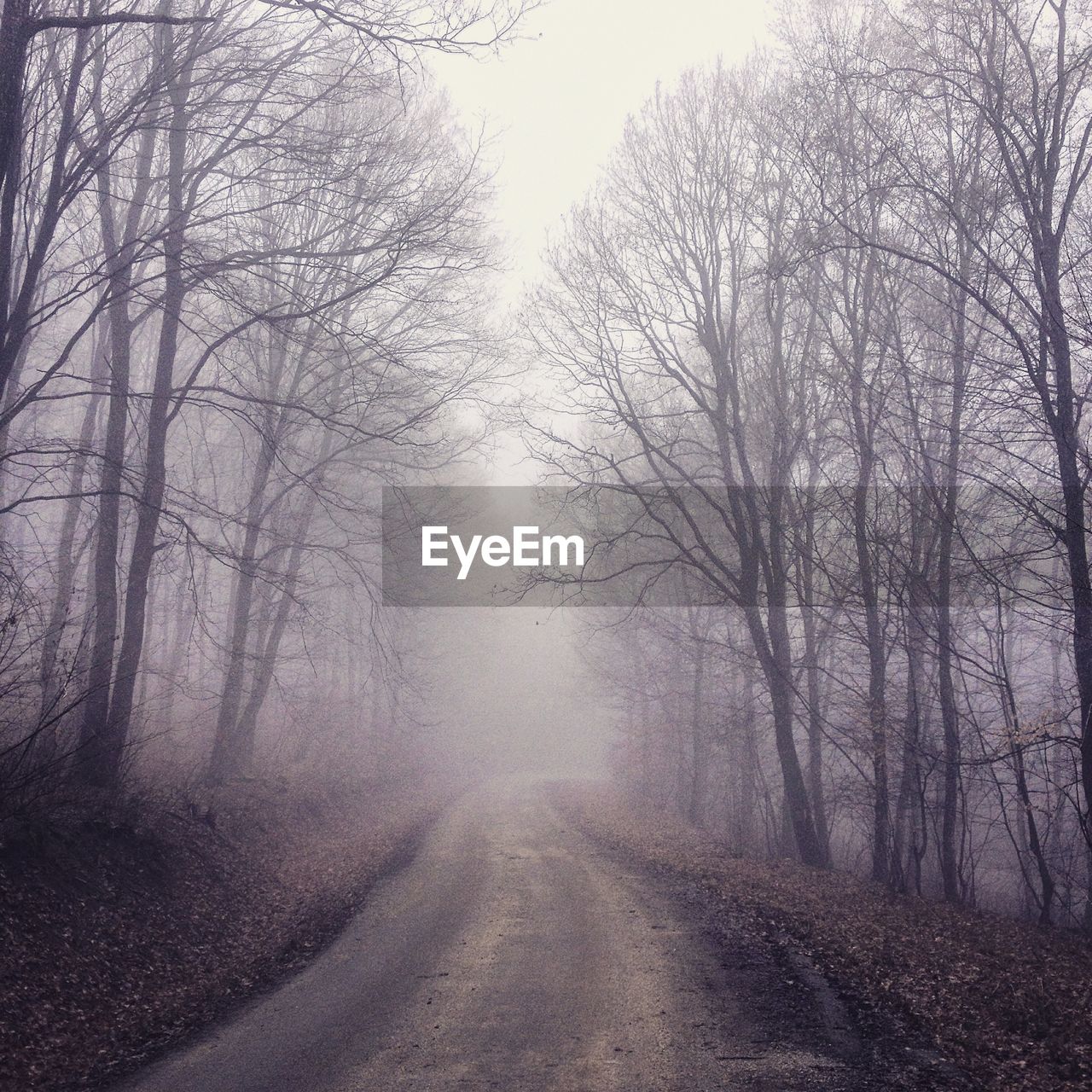 ROAD AMIDST TREES DURING FOGGY WEATHER