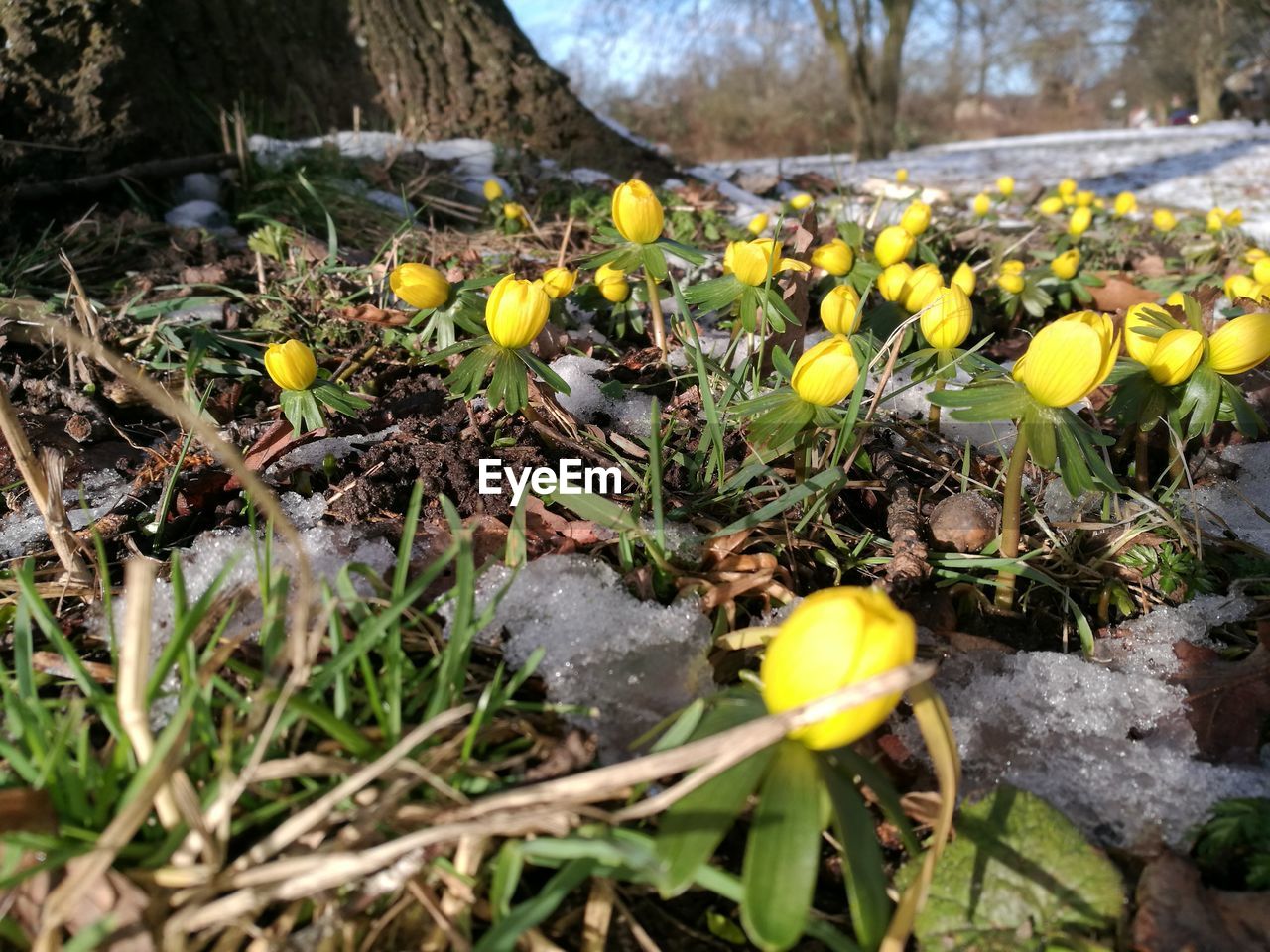 CLOSE-UP OF YELLOW FLOWERS GROWING ON FIELD