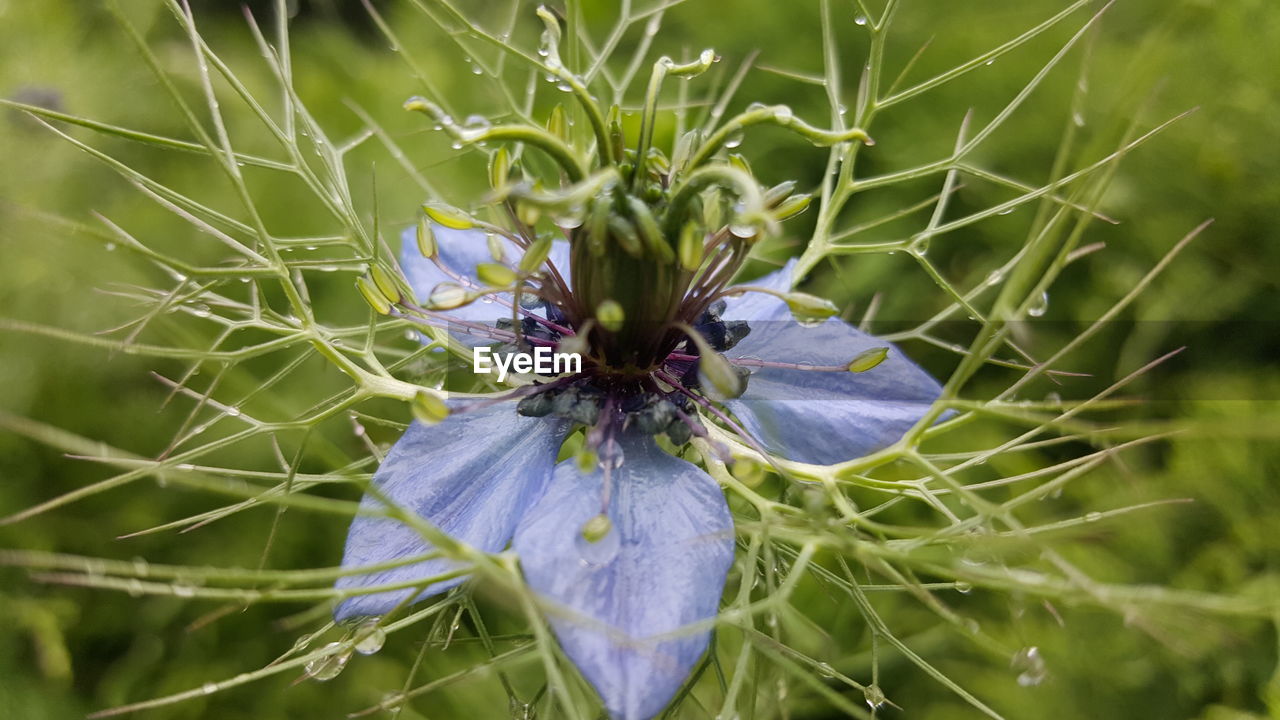 CLOSE-UP OF PURPLE FLOWERS BLOOMING