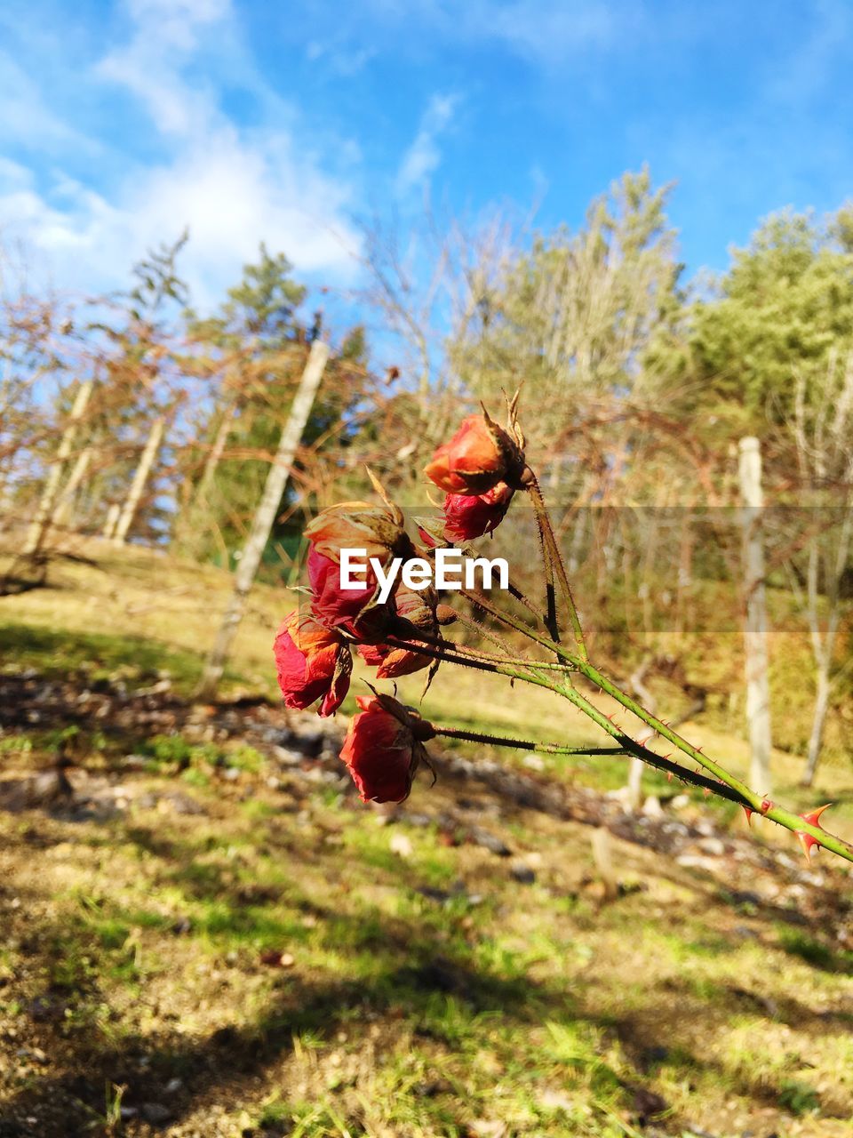 CLOSE-UP OF RED FLOWERING PLANTS ON FIELD