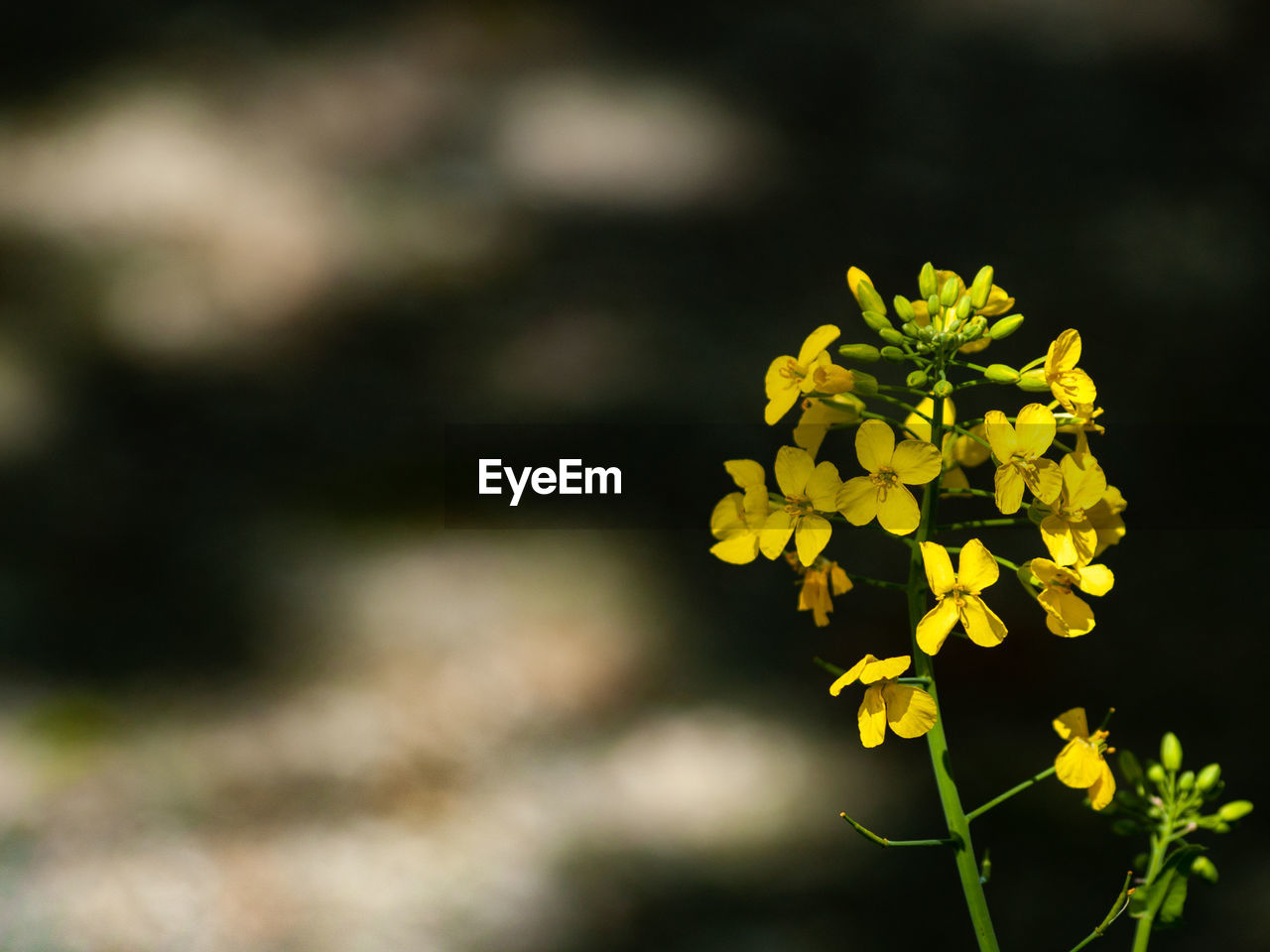 CLOSE-UP OF YELLOW FLOWER