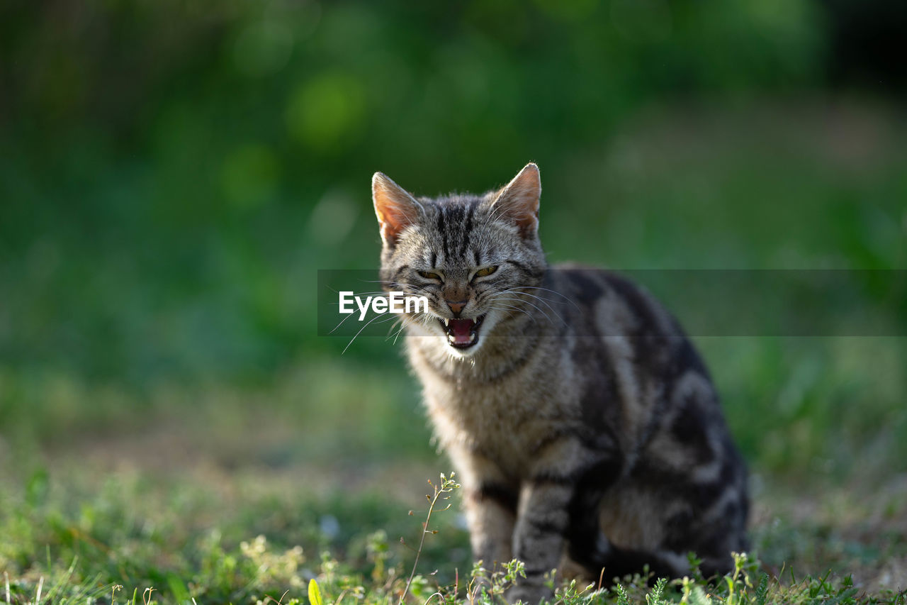 PORTRAIT OF CAT LYING ON GRASS