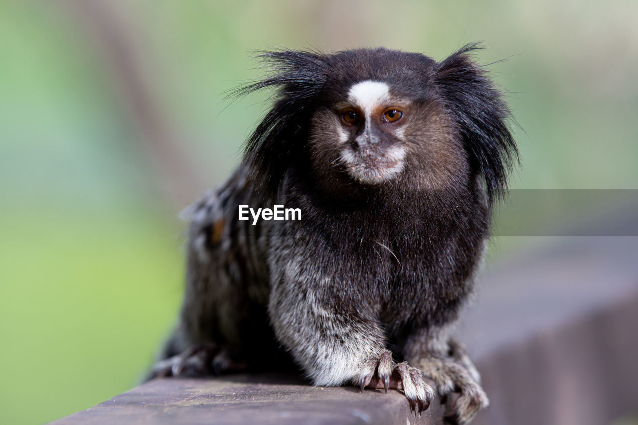The black-tufted marmoset or star marmoset, t, marmoset, is a species of monkey from the new world.