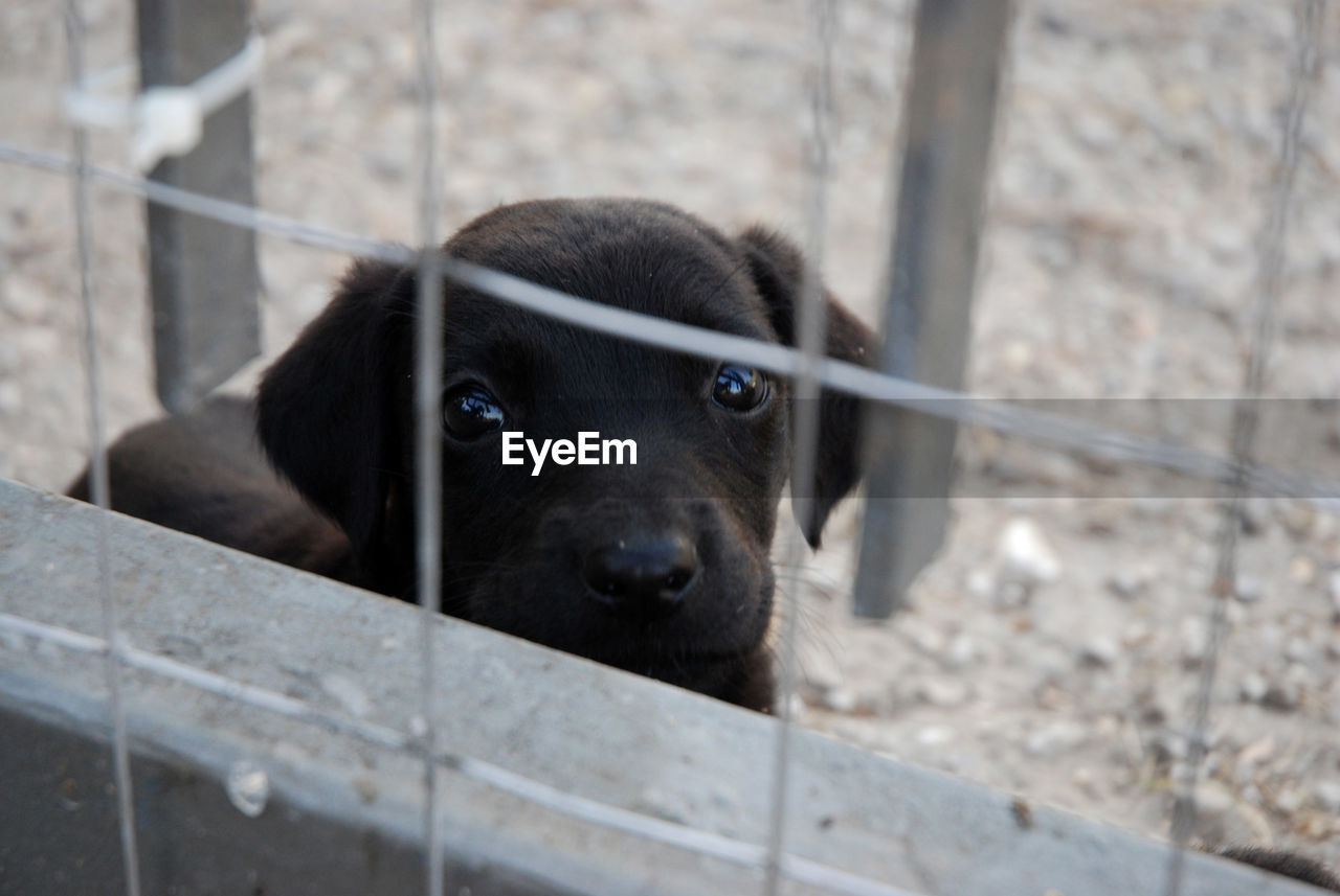 Close-up portrait of a dog