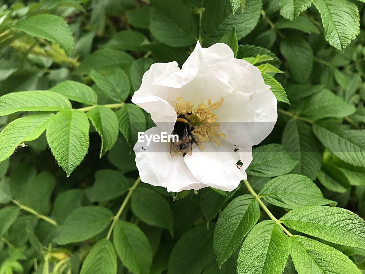 CLOSE-UP OF BEE POLLINATING FLOWER