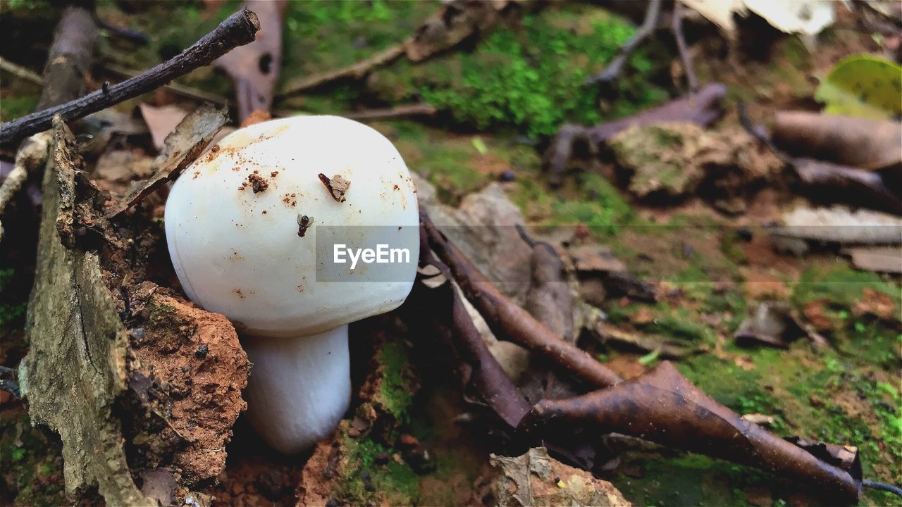 Close-up of wild mushroom growing on field