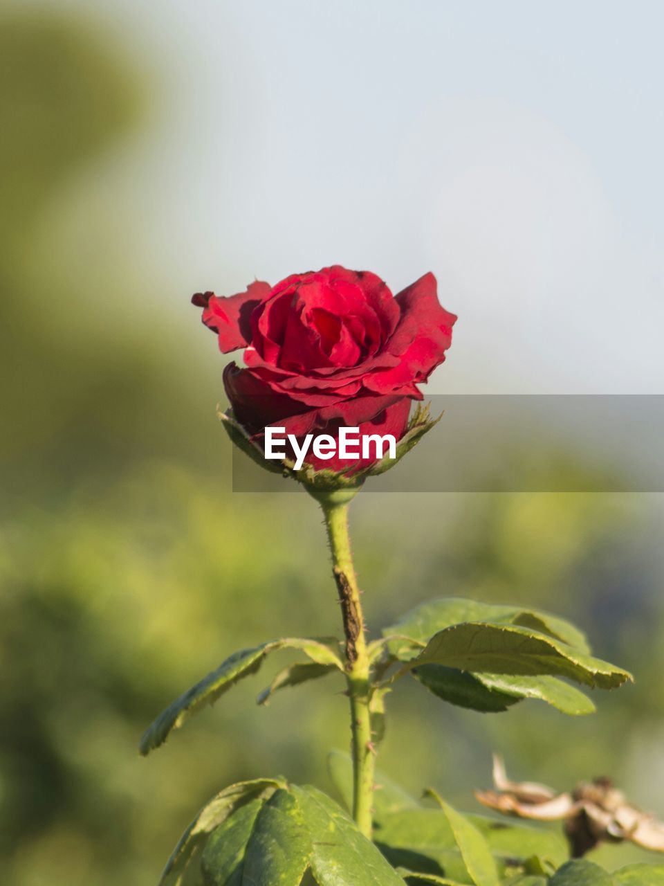 Close-up of red rose blooming in garden